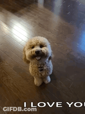 Small Dog Saying I Love You GIF