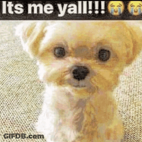 Small Dog Sitting By It's Me Yall Sign GIF