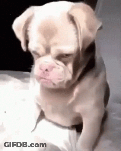Small Dog Sitting On Bed Serious GIF