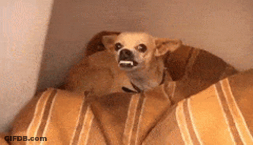 Small Dog Sitting On Bed With Blanket GIF