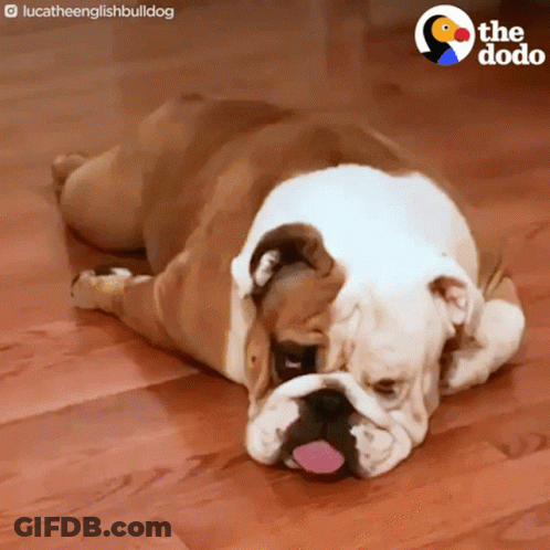 Small Dog Sitting On Bed With Serious Look GIF