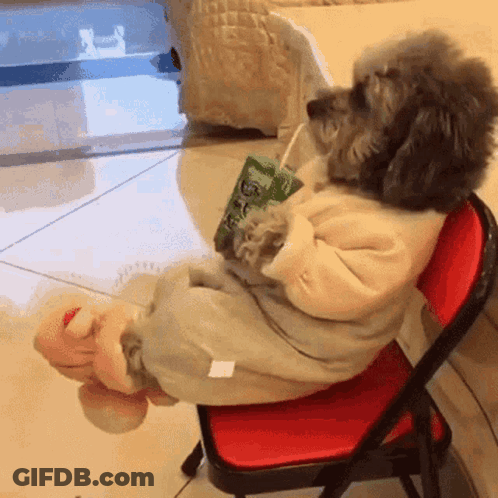 Small Dog Sitting On Chair Drinking From Bottle GIF