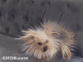 Small Dog Sitting On Couch GIF