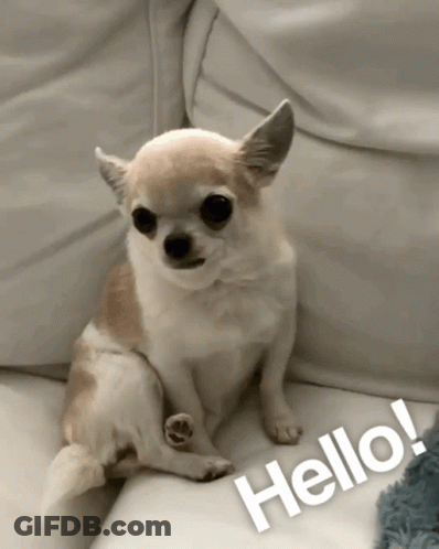 Small Dog Sitting On Couch Next To Hello GIF