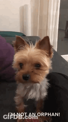 Small Dog Sitting On Couch Saying Im Not An Orphan GIF