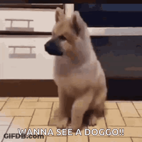 Small Dog Sitting On Tiled Floor Saying Wanna See A Doggo GIF