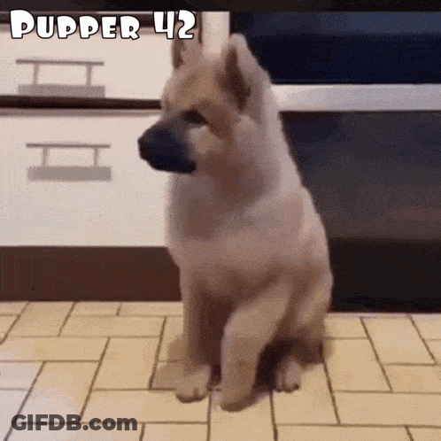 Small Dog Sitting On Tiled Floor With Pupper 42 GIF