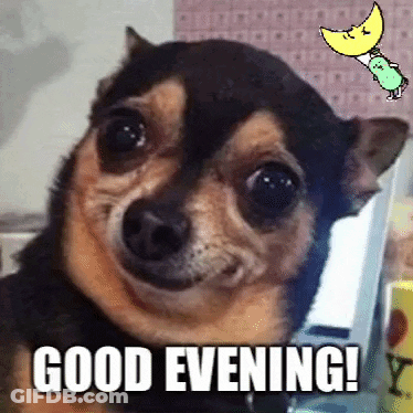 Small Dog Smiling Good Evening GIF