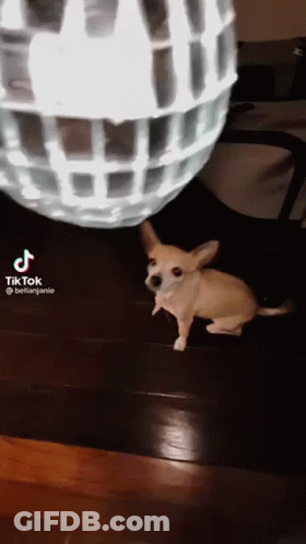 Small Dog Standing In Front Of Disco Ball GIF
