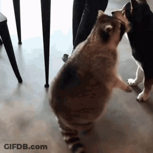 Small Dog Standing Next To Cup Of Coffee GIF