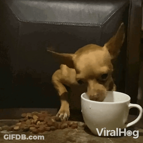 Small Dog Standing Next To Cup Of Coffee GIF