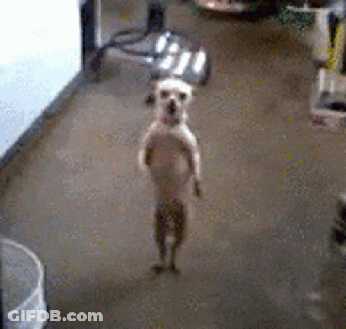 Small Dog Standing On Hind Legs GIF