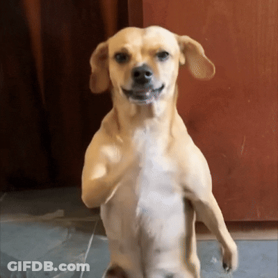 Small Dog Standing On Hind Legs Looking GIF