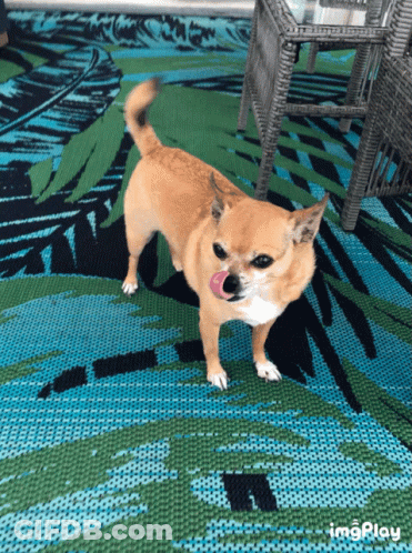 Small Dog Standing On Rug With Imgplay GIF
