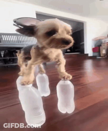 Small Dog Standing On Two Plastic Bottles GIF