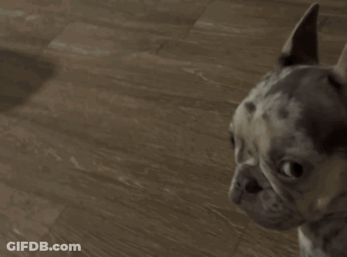 Small Dog Standing On Wooden Floor GIF