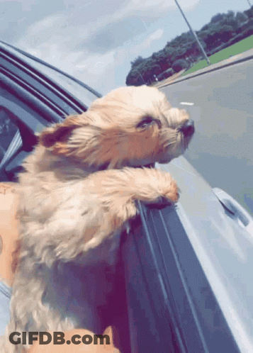 Small Dog Sticking Head Out Car Window GIF