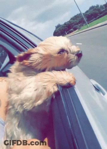 Small Dog Sticking Head Out Of Car Window GIF