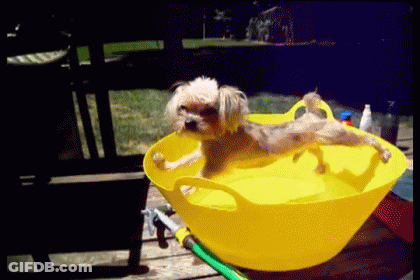 Small Dog Taking Bath In Yellow Bucket GIF