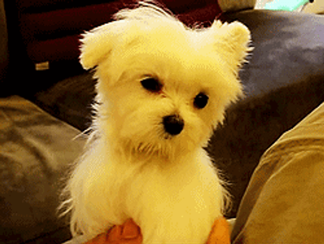 Small Dog Turning Yellow GIF