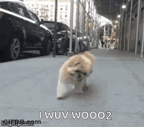 Small Dog Walking Down Sidewalk GIF