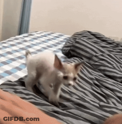 Small Dog Walking On Striped Bed GIF