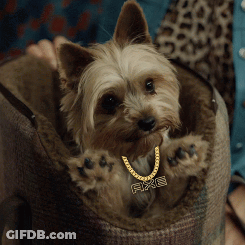 Small Dog Wearing Axe Necklace GIF