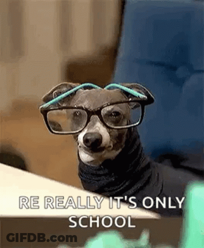 Small Dog Wearing Glasses And Scarf At Desk GIF