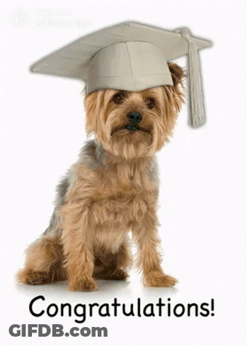 Small Dog Wearing Graduation Cap GIF
