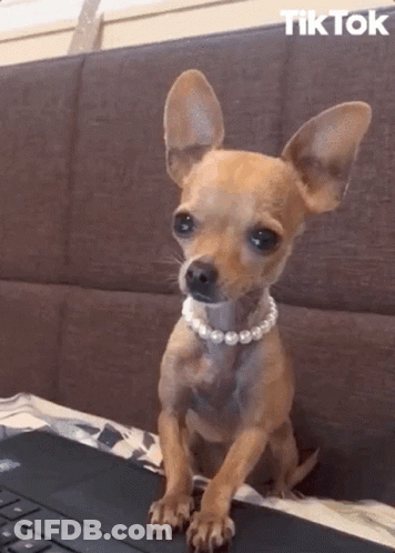 Small Dog Wearing Pearl Necklace On Laptop GIF