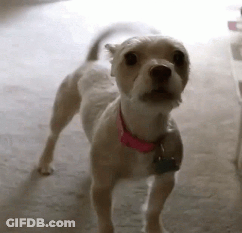 Small Dog Wearing Pink Collar GIF