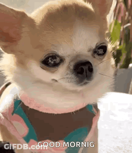 Small Dog Wearing Scarf Saying Good Morning GIF
