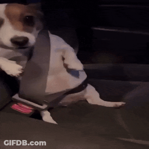 Small Dog Wearing Seat Belt In Car GIF