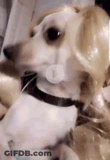 Small Dog Wearing Wig And Collar Sitting On Bed GIF
