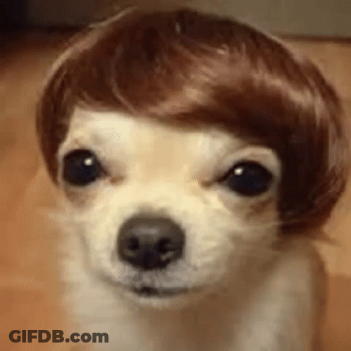 Small Dog Wearing Wig Looking At Camera GIF