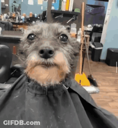 Small Dog With Beard Getting Barber Haircut GIF