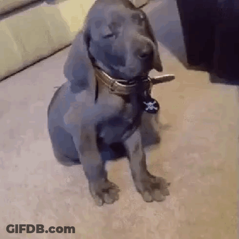 Small Dog With Collar And Tag Sitting GIF