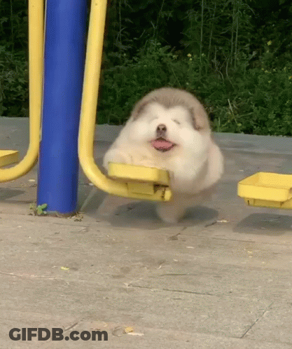 Small Dog With Eyes Closed On Playground Equipment GIF