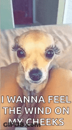 Small Dog With False Eyelashes Laying On Bed Saying I Wanna Feel The Wind On My Cheeks GIF