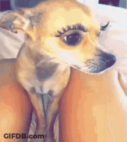Small Dog With False Eyelashes Sitting On Lap GIF