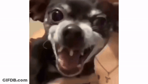 Small Dog With Mouth Open And Teeth GIF