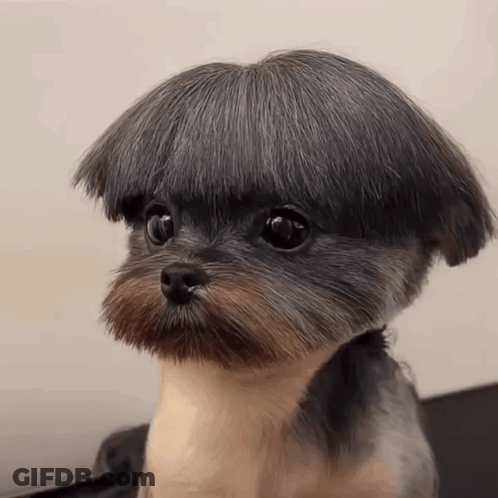 Small Dog With Mushroom Shaped Haircut GIF