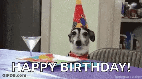 Small Dog With Party Hat GIF