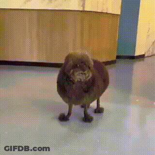 Small Dog With Prosthetic Legs GIF