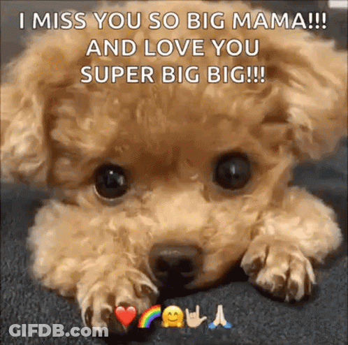 Small Dog With Rainbow I Miss You So Big Mama GIF