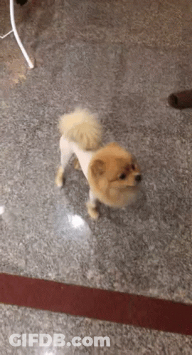 Small Dog With Shaved Head Standing On Marble Floor GIF