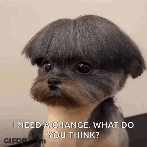 Small Dog With Short Haircut Saying I Need A Change GIF
