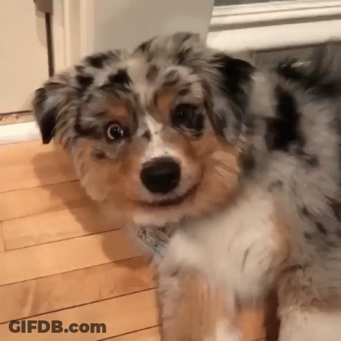 Small Dog With Tag Saying A GIF