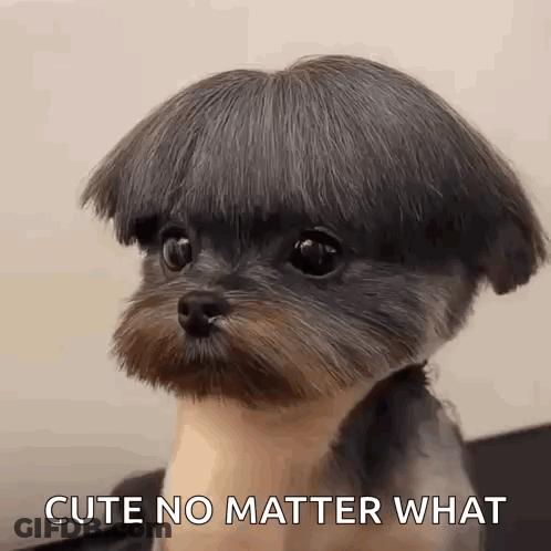 Small Dog With Wig GIF