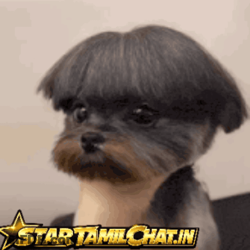 Small Dog With Wig Startamlchat.in GIF
